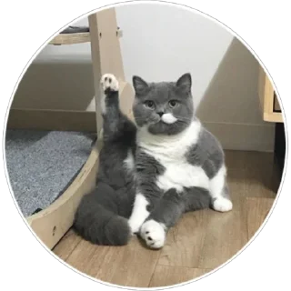 🐈 emoji Хоба(@alp_stickers) Telegram sticker 19 of 25