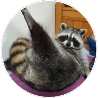 🦝 emoji Хоба(@alp_stickers) Telegram sticker 9 of 25