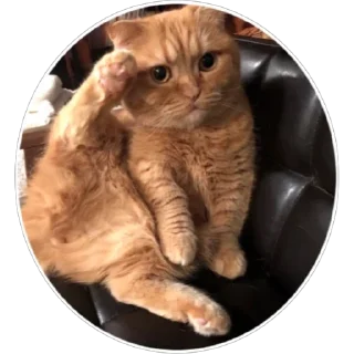 🐈 emoji Хоба(@alp_stickers) Telegram sticker 17 of 25