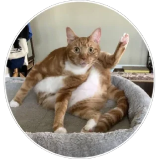 🐈 emoji Хоба(@alp_stickers) Telegram sticker 14 of 25