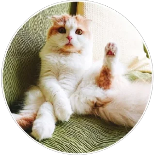🐈 emoji Хоба(@alp_stickers) Telegram sticker 20 of 25