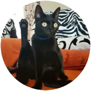 🐈 emoji Хоба(@alp_stickers) Telegram sticker 2 of 25