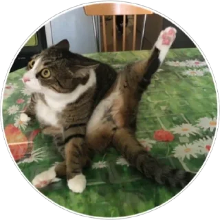 🐈 emoji Хоба(@alp_stickers) Telegram sticker 6 of 25