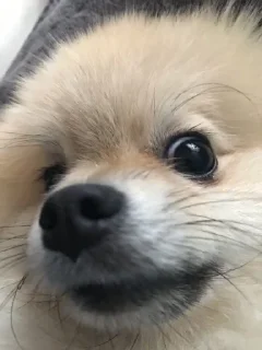 😳 emoji Ричард писюлик❤️👅🤙🏿 Telegram sticker 2 of 25