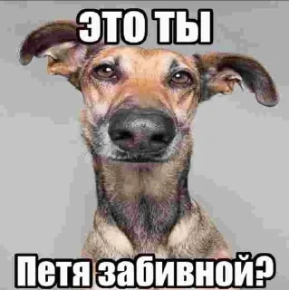 Sticker from Пес ебани