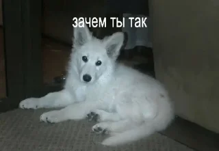 Sticker from dogs.