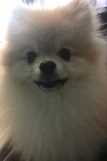 😃 emoji Ричард писюлик❤️👅🤙🏿 Telegram sticker 10 of 25