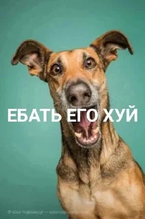 Sticker from Пес ебани