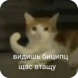Sticker from Персик