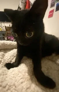 Sticker from мемные котики