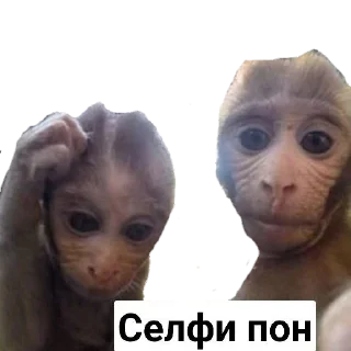 🤔 emoji Пак Абизянок от Илюши 1 Telegram sticker 16 of 29
