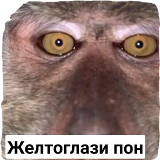 👀 emoji Пак Абизянок от Илюши 1 Telegram sticker 14 of 29