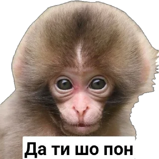 😮 emoji Пак Абизянок от Илюши 1 Telegram sticker 9 of 29