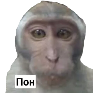 😶 emoji Пак Абизянок от Илюши 1 Telegram sticker 17 of 29
