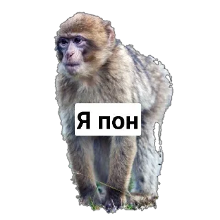 👑 emoji Пак Абизянок от Илюши 1 Telegram sticker 1 of 29