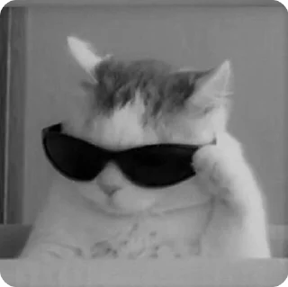 Sticker from catsmemesFL