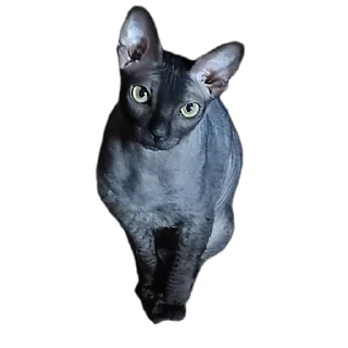 🌟 emoji Всеми любимый Саймон Telegram sticker 18 of 18
