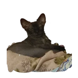 🌟 emoji Всеми любимый Саймон Telegram sticker 14 of 18