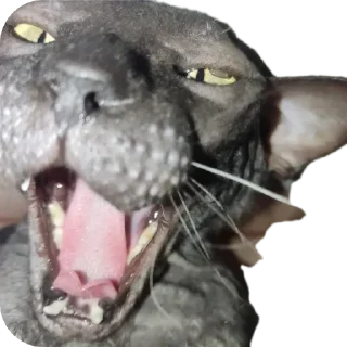 🌟 emoji Всеми любимый Саймон Telegram sticker 12 of 18