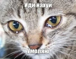 😢 emoji ибрагим долбаеб Telegram sticker 10 of 29