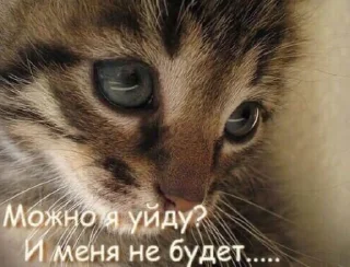 😭 emoji ибрагим долбаеб Telegram sticker 12 of 29