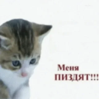 👊 emoji ибрагим долбаеб Telegram sticker 1 of 29