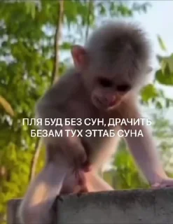 😎 emoji ГӀалгӀай пон бибизьӀянеж @galgamanky Telegram sticker 1 of 55