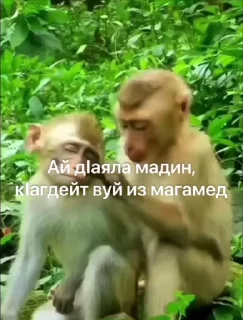 ❤️ emoji ГӀалгӀай пон бибизьӀянеж @galgamanky Telegram sticker 19 of 55