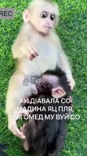 🥹 emoji ГӀалгӀай пон бибизьӀянеж @galgamanky Telegram sticker 7 of 55