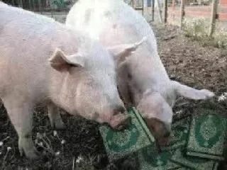 🐷 emoji Ukrain6anШтаб by @StepanBanderaOUN — @stckrRobot Telegram sticker 20 of 120