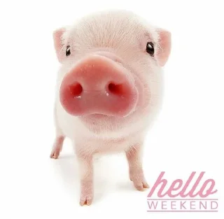 🐷 emoji animal pfp 💋 :: @sparclees Telegram sticker 12 of 27