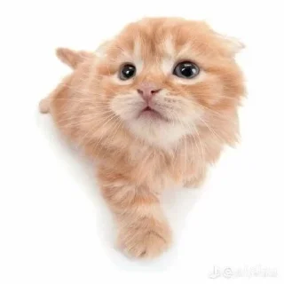 😺 emoji animal pfp 💋 :: @sparclees Telegram sticker 16 of 27