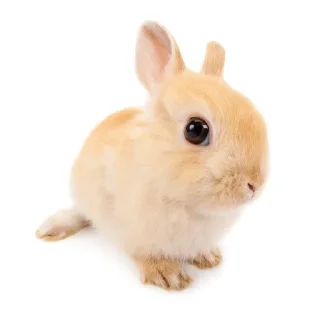 🐰 emoji animal pfp 💋 :: @sparclees Telegram sticker 17 of 27