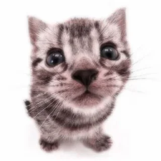 😺 emoji animal pfp 💋 :: @sparclees Telegram sticker 22 of 27