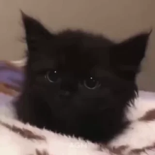 🐈‍⬛️ emoji бирха блэк мырза Telegram sticker 5 of 66