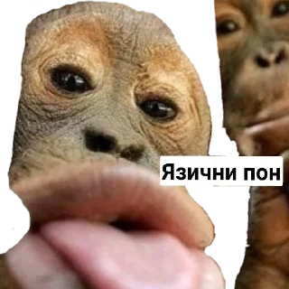 👅 emoji Пак Абизянок от Илюши 1 Telegram sticker 13 of 29