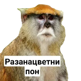🌈 emoji Пак Абизянок от Илюши 1 Telegram sticker 20 of 29