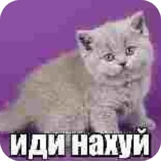 Sticker from че @nbtrash