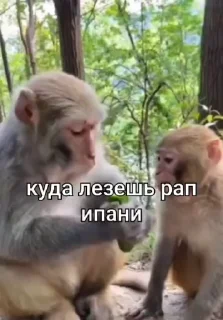 🥹 emoji Бибизянки 7 > @bibizyankii Telegram sticker 17 of 100