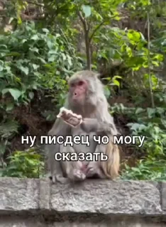 😅 emoji Бибизянки 7 > @bibizyankii Telegram sticker 16 of 100