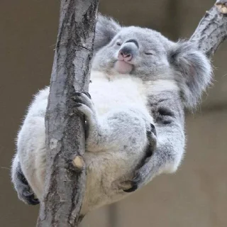 🌟 emoji 🐨 KOAL Telegram sticker 22 of 55