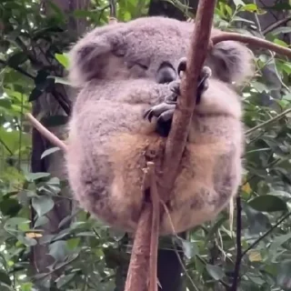 🌟 emoji 🐨 KOAL Telegram sticker 21 of 55