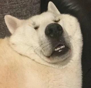 🤨 emoji котятки Telegram sticker 6 of 79