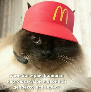 🙃 emoji котятки Telegram sticker 5 of 79
