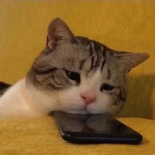 😞 emoji котятки Telegram sticker 20 of 79