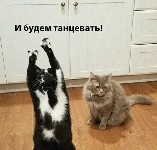 🙃 emoji котятки Telegram sticker 13 of 79
