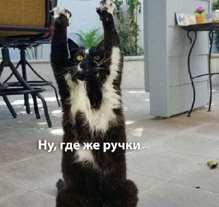 🙂 emoji котятки Telegram sticker 10 of 79