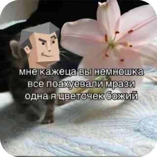 🌸 emoji Entp как смысл жизни Telegram sticker 23 of 86