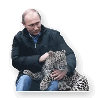 🐱 emoji Путин Telegram sticker 20 of 54