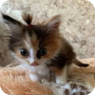 🌟 emoji Котеке💗💗 Telegram sticker 23 of 120